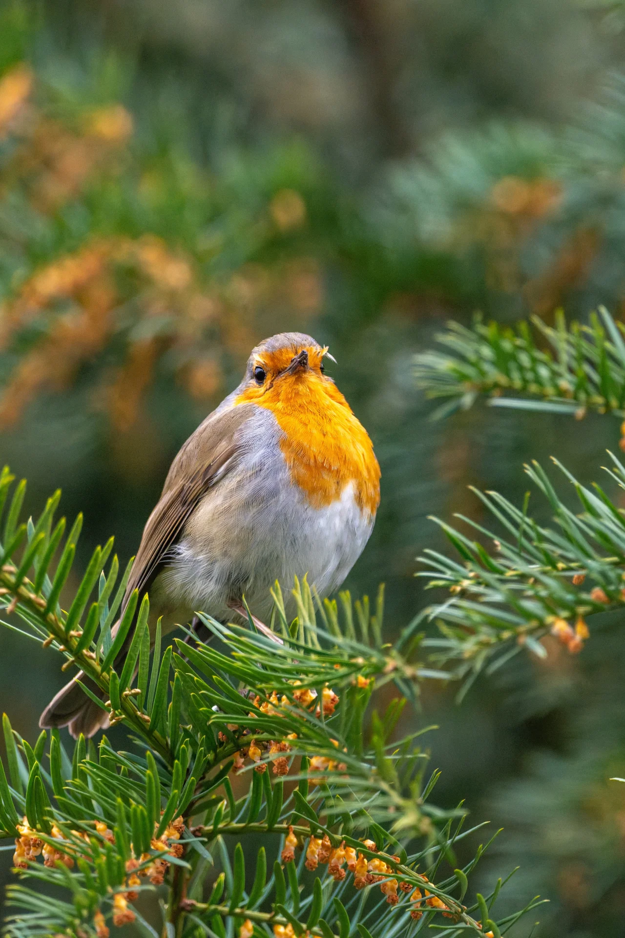Robin